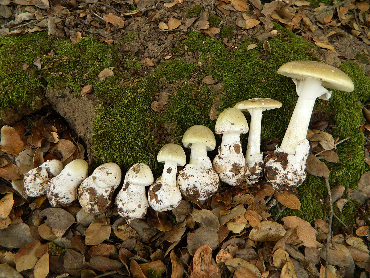 Это не мутанты. Почему на Алтае выросли гигантские грибы и можно ли их есть